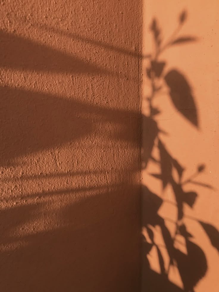 Terracotta lime-washed wall with leaf shadows